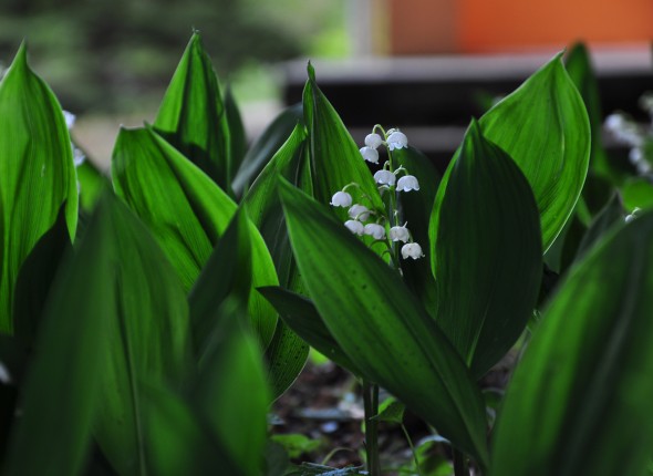 Frühling