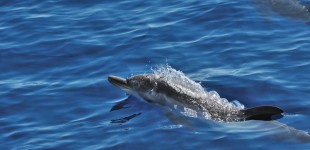 Striped Dolphin, Ligurian Sea