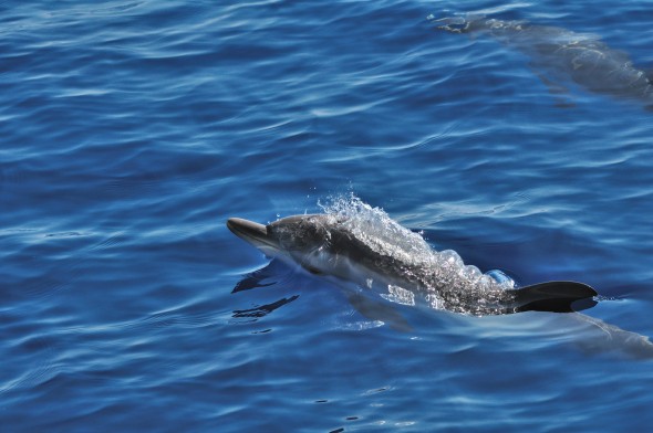 Striped Dolphin, Ligurian Sea