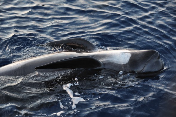 Pilote Whale, Liguarian Sea